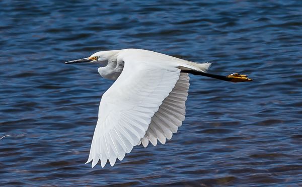 Egret